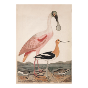 Antique Reproduction Pink Bird Coastal Print (Early 1800s)