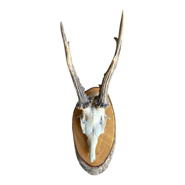 Roe Deer Trophy 30, Black Forest Antlers For Sale