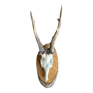Roe Deer Trophy Black Forest Antlers 30