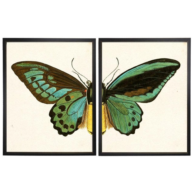 Illustration Split Turquoise Butterfly Prints in Copper & Black Shadowboxes 46"x29" - a Pair For Sale - Image 3 of 3