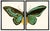 Illustration Split Turquoise Butterfly Prints in Copper & Black Shadowboxes 46"x29" - a Pair For Sale - Image 3 of 3