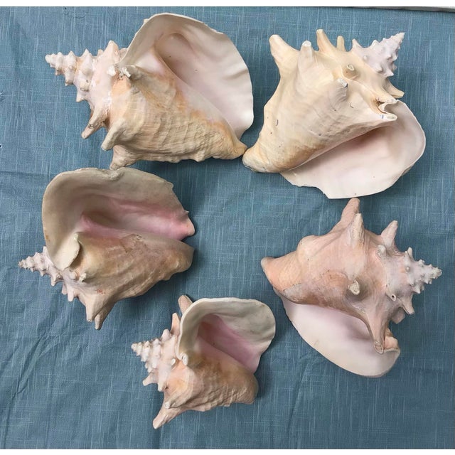 Natural History Collectors Large Bahamian Sea Shell Specimens For Sale - Image 10 of 12