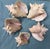 Natural History Collectors Large Bahamian Sea Shell Specimens For Sale - Image 10 of 12