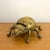 Traditional Vintage Brass Hinged Ladybug With Jeweled Eyes For Sale - Image 3 of 9