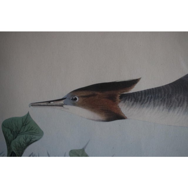 Lithograph of the 19th C. Audubon AquaTint Engraving "Red Breasted Merganser," in Dark Wood Frame With Glass For Sale - Image 13 of 17