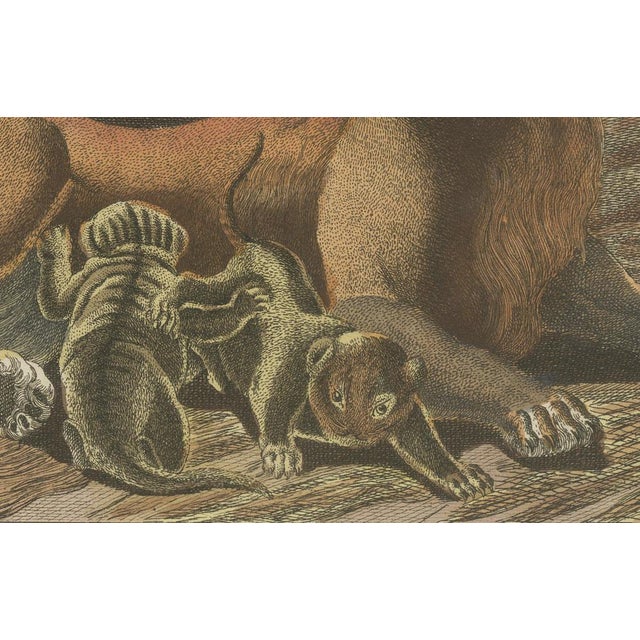 Paper Bertuch, a Lioness and Her Cubs, 1810, Engraving For Sale - Image 7 of 9