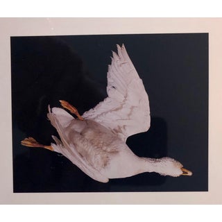 Brenda Zlamany, Birds, Cibachrome Photograph Print, Signed Conceptual Art, 1998 For Sale
