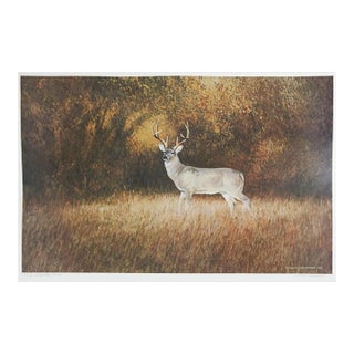 1984 Charles Beckendorf Whitetail Buck Print For Sale