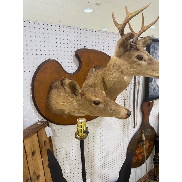Cabin Pair of Whitetail Deer Head Shoulder Mounts Taxidermy Buck & Doe 26x16 For Sale - Image 3 of 8
