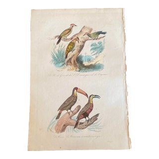 French Antique 18th Century Bird Engraving Hand Colored Signed Artwork For Sale