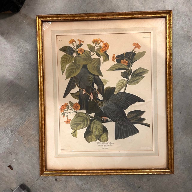 Mid 20th Century Framed Audubon “White-Crowned Pigeon” Print – Vintage Ornithological Illustration For Sale In New York - Image 6 of 9