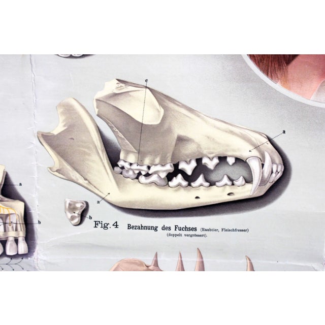 Pfleget die Zähne Vintage Print For Sale - Image 4 of 13