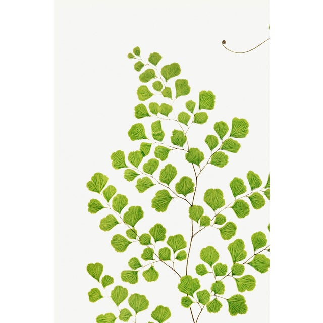Bunny Williams Home Fern Art Print – Antique Maidenhair Botanical Illustration, 36" X 54" For Sale - Image 4 of 8