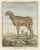 Mid 18th Century After Jacques de Sève, India Sheep & Ram, 1769, Prints, Set of 3 For Sale - Image 5 of 9
