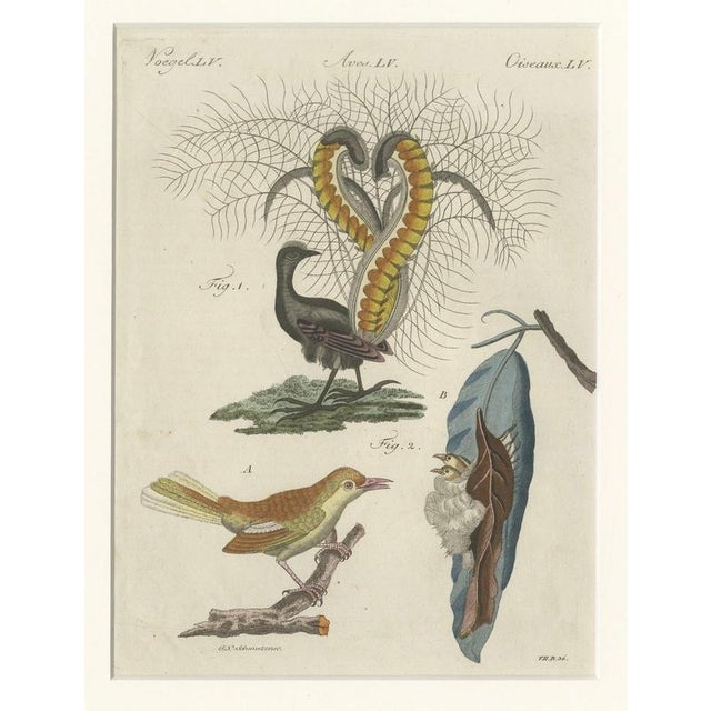 Bertuch, Lyrebird & Tailorbird, 1797, Engraving For Sale - Image 3 of 9