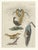 Bertuch, Lyrebird & Tailorbird, 1797, Engraving For Sale - Image 3 of 9