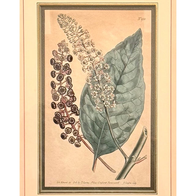 English Pair of Early 19th Century Curtis Botanical Magazine Engravings, Hand-Colored, Framed (1804 & 1806) Reproduction For Sale - Image 3 of 8