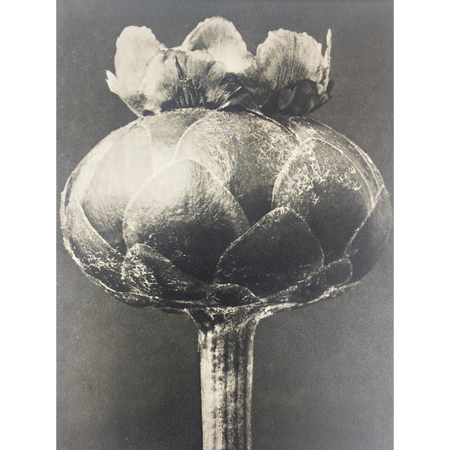 Exquisite Botanical photogravure from famed Urformen Der Kunst portfolio by Blossfeldt . Karl Blossfeldt (1865 - 1932) was...