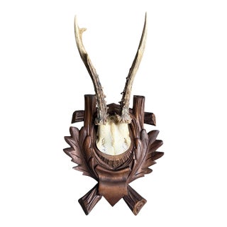 Roe Deer Trophy 185 Black Forest Antlers For Sale