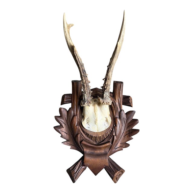 Roe Deer Trophy 185 Black Forest Antlers For Sale