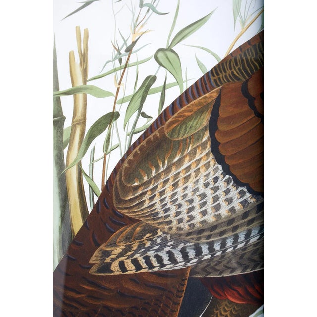 John James Audubon Wild Turkey Plate #1 Havell Oppenheimer Edition For Sale - Image 10 of 13