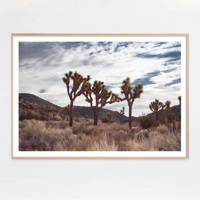 Contemporary "Trinity", Joshua Tree Limited Edition Photograph by Mark Frohman 30" X 20" For Sale - Image 3 of 4