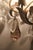 Venetian Hollywood Regency Chandelier with Crystal Glass & Leaves, 1950s For Sale - Image 10 of 18