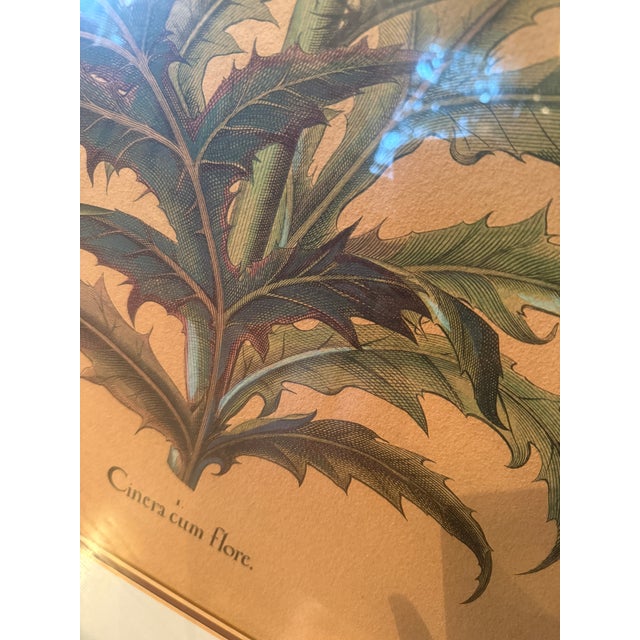 Green Late 20th Century Framed Besler Basilius "Cinera Cum Flore" Hand-Colored Artichoke Reproduction Print For Sale - Image 8 of 14