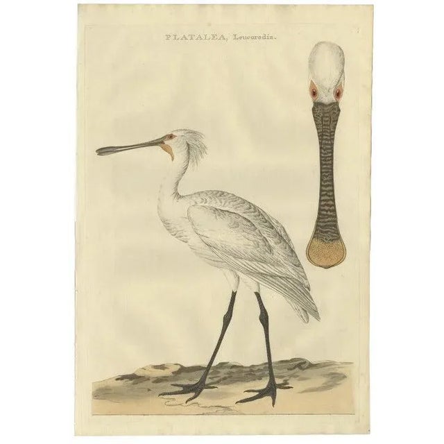 Sepp and Nozeman, Dutch Ornithology, 1789, Paper For Sale - Image 10 of 10
