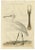 Sepp and Nozeman, Dutch Ornithology, 1789, Paper For Sale - Image 10 of 10