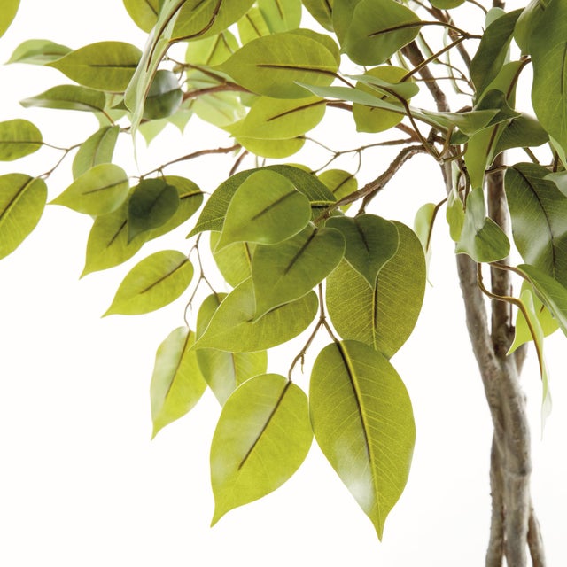 Realism Ficus Tree Drop-In 51" For Sale - Image 3 of 4
