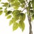 Realism Ficus Tree Drop-In 51" For Sale - Image 3 of 4