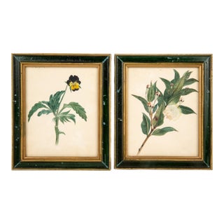 Vintage Watercolor Framed Botanical Prints—A Pair For Sale