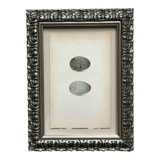 Vintage Original Book Plate of an Egg For Sale