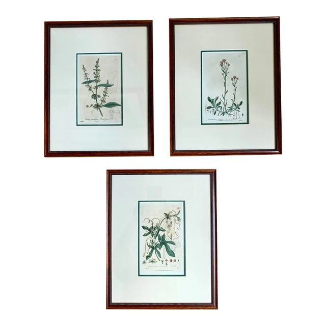 Mid 19th Century Set of 3 Antique English Botanical Prints, Framed For Sale