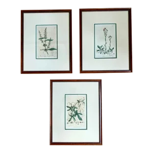 Mid 19th Century Set of 3 Antique English Botanical Prints, Framed