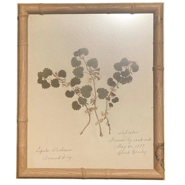 Antique Herbarium Botanicals, 1897 — Set of 10 For Sale - Image 16 of 17