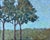2010s Textural Serenity: Jacobson's Three Little Trees. Oil Painting For Sale - Image 5 of 13