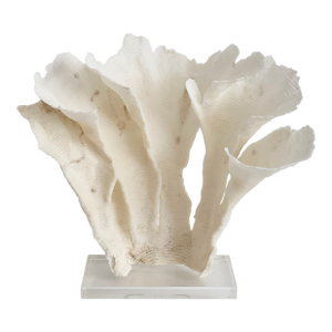 Natural Rugosa Coral on an Acrylic Base