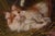 Jane Dhazon De Saint-Firmin, Three Playing Cats, Oil on Canvas, Late 19th Century For Sale - Image 7 of 11