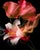 "Ashes to Petals" Limited Edition Fine Art Print For Sale