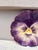 Art Nouveau French Majolica Pansy Plate Jerome Massier, Circa 1890 For Sale - Image 3 of 4