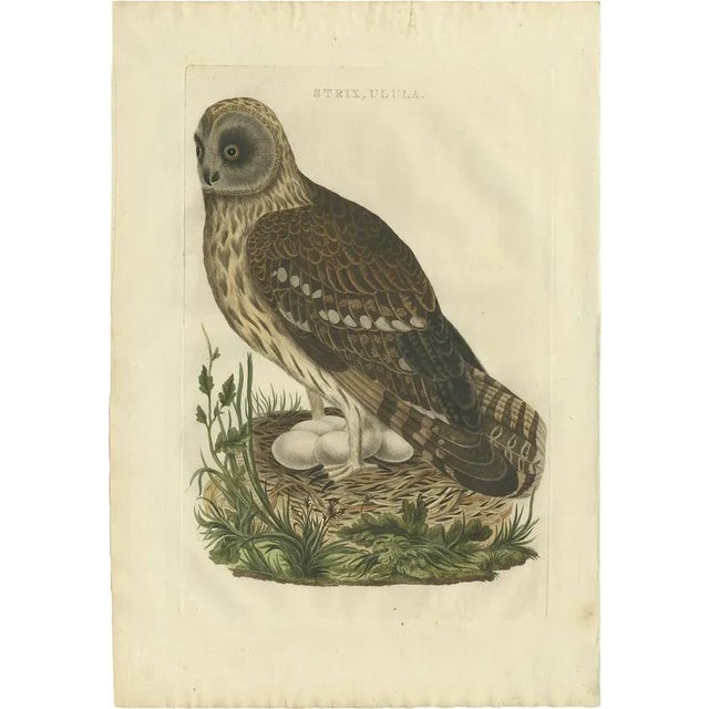 Late 18th Century Strix Owl by Sepp & Nozeman, 1770, Paper For Sale - Image 5 of 5
