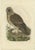 Late 18th Century Strix Owl by Sepp & Nozeman, 1770, Paper For Sale - Image 5 of 5