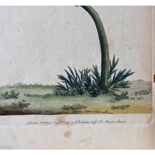 Realism Shaw & Nodder Hand Colored Copper Engraving, 1792 "Speckled Manakin" in 8x10 Mat For Sale - Image 3 of 3