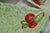 Vintage Carlton Ware & Beswick Lettuce-and-Tomato Collection With Japanese Covered Bowl — Set of 5 For Sale - Image 4 of 18