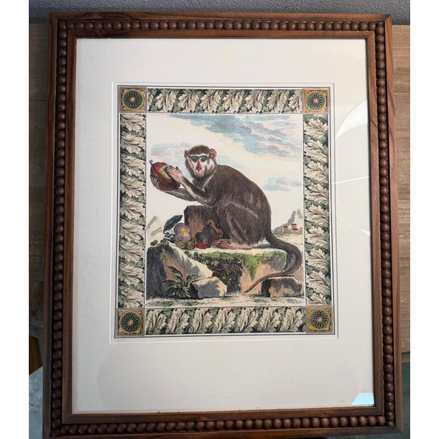 English Antique Print Hand Colored Lithograph Framed Monkey and Pomegranate 22.4” X 18.4” For Sale - Image 3 of 7