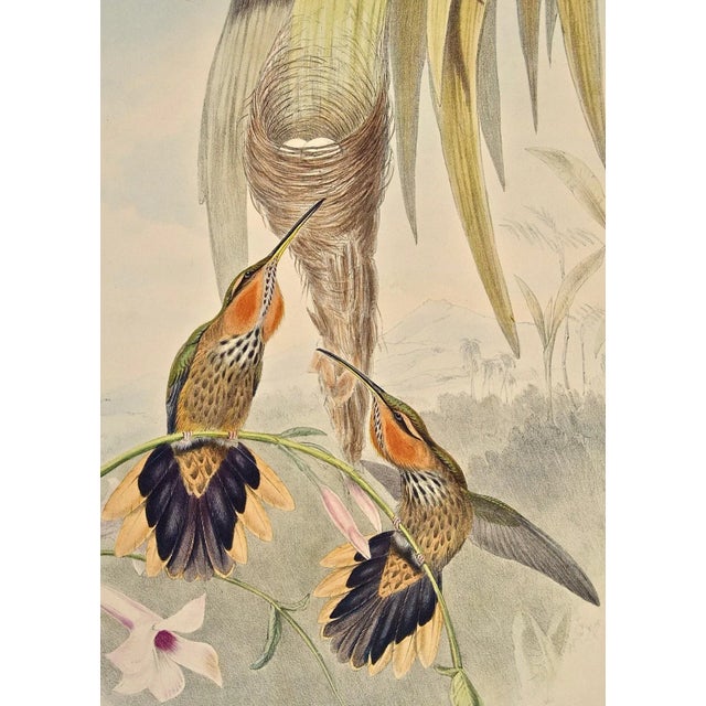 Realism Saw-Bill Hummingbirds, Nest & Eggs: 19th C. Gould Hand-Colored "Grypus Naevius", 1850 For Sale - Image 3 of 8
