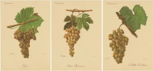 Green and White Grape Varieties, 1890s, Paper, Set of 3