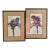 1980s Parrot Framed Prints by Paul Brent - Set of 2 For Sale